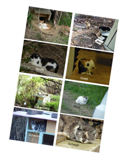 streunerkatzen