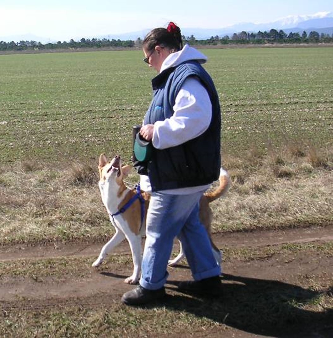 Trainer mit aufmerksamen Hund